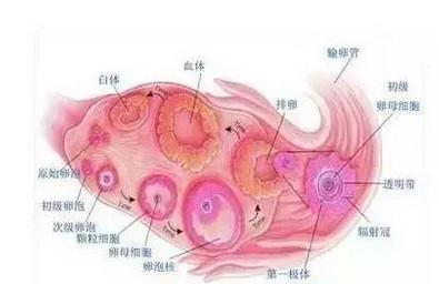 卵泡发育不好的女性如何提高怀孕几率？