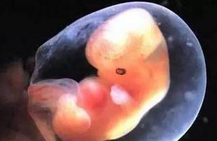 哪些因素容易影响胎儿发育