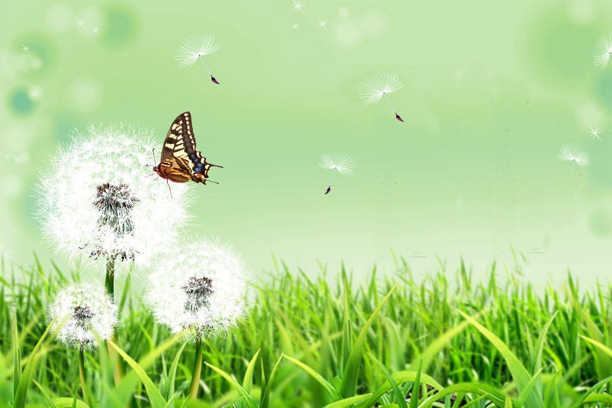 哺乳期吃蒲公英会回奶吗