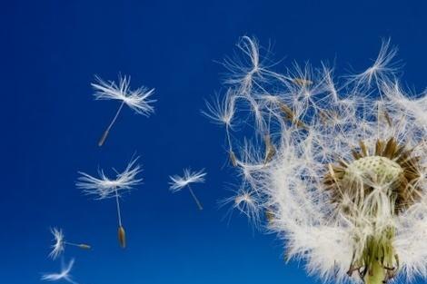 宝宝能吃蒲公英吗