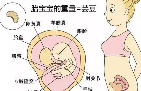 胎儿各周成长标准数值+胎儿体重测算公式