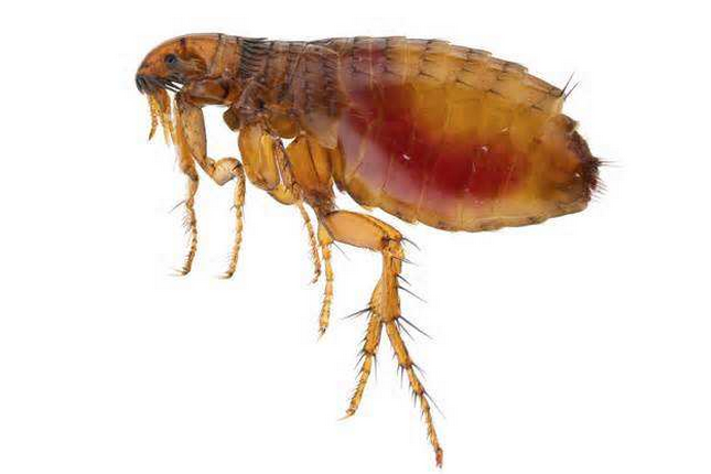 宝宝被跳蚤咬了怎么消肿止痒