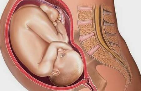 超萌胎儿各阶段发育图，爸爸尤其应该看看（内含孕妇注意事项）