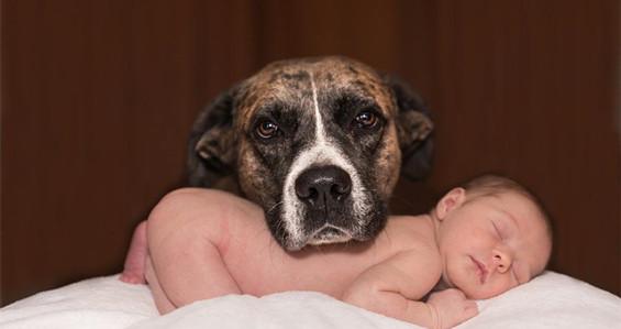 小孩狂犬咬伤的救护