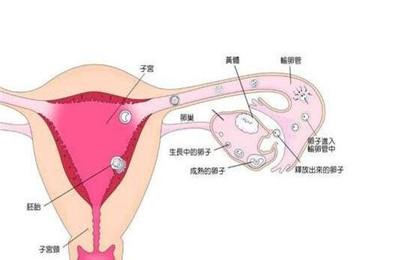 宫外孕疼痛位置图