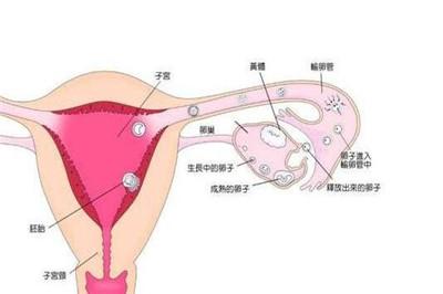 宫外孕疼痛位置图