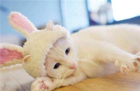 云养猫是什么意思