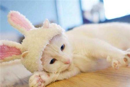 云养猫是什么意思