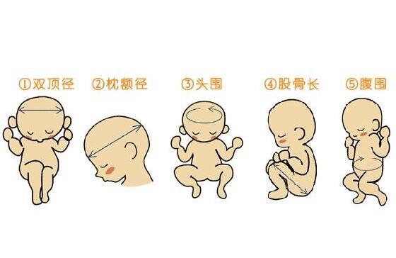 36周胎儿发育情况指数
