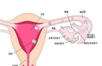 子宫内膜的正常厚度