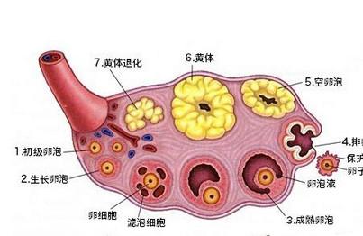 卵泡发育不良该咋办？这件事一定要重视！