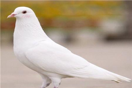 剖腹产后鸽子汤的做法 剖腹产后这样吃伤口好的快