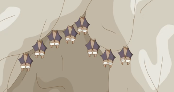 蝙蝠为什么倒挂着睡