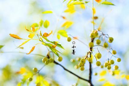 2017年小暑是哪一天