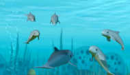 飞旋海豚