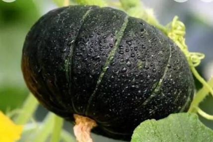 宝妈你给宝宝吃过板栗南瓜吗？宝宝吃南瓜的惊人好处!