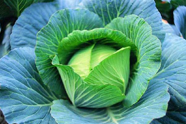 哺乳期可以吃卷心菜吗 哺乳期宝妈要注意