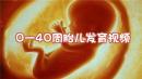 0一40周胎儿发育视频