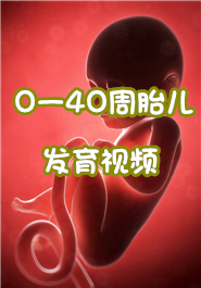 0一40周胎儿发育视频