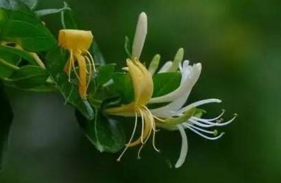 宝宝湿疹怎么办？金银花洗澡能治湿疹吗？