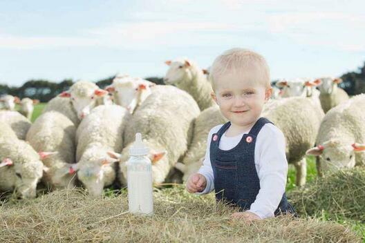 进口羊奶粉排行榜10强2017 国外羊奶粉哪个牌子好