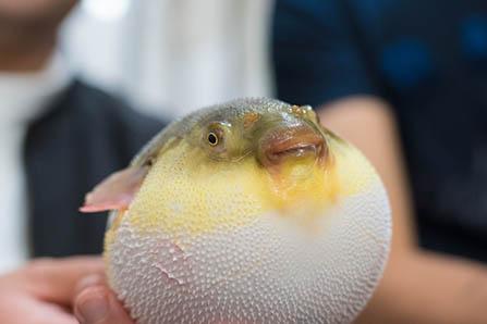 孕妇用橄榄油怎么按摩 手法正确才能防止妊娠纹的出现