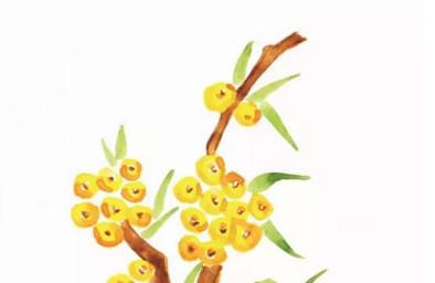 怀孕后免疫力低、肠胃炎？可以试试吃这个小果子