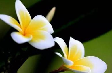 輸卵管通而不暢都是因為啥？日常一定要注意哦！