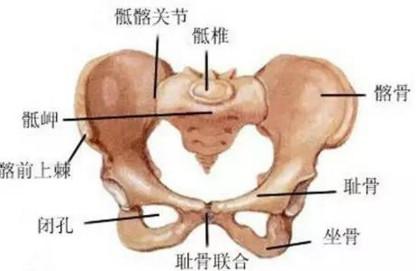 骨盆松弛的影响原来这么大！
