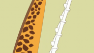 长颈鹿的颈骨长30厘米