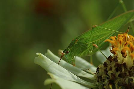 2017年三伏贴的配方？不同配方治疗不同疾病