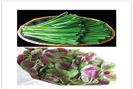 韭菜和苋菜能一起吃吗 看过后，美食又多了一种