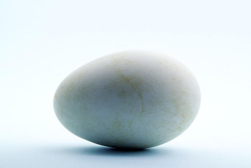 十个月的宝宝可以吃鹅蛋吗 婴儿能吃鹅蛋吗