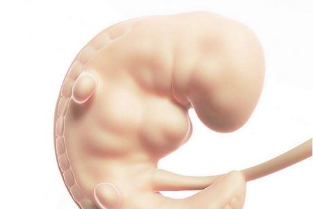 女人受精过程图解！原来十月怀胎就是最大的奇迹！