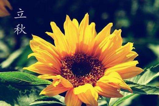 2017年立秋后还会热吗