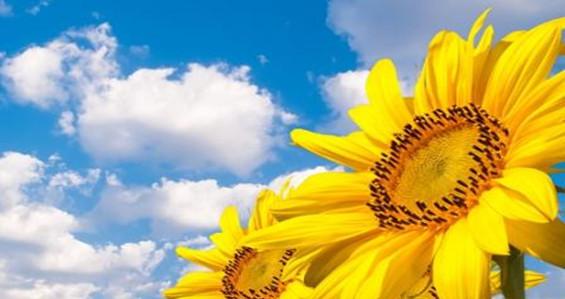 向阳之花向日葵