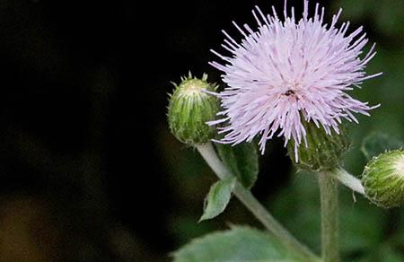 孕妇睡觉爱做梦怎么办 8招帮你无梦安睡一整夜