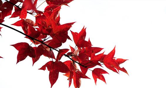 火红坚毅的枫叶