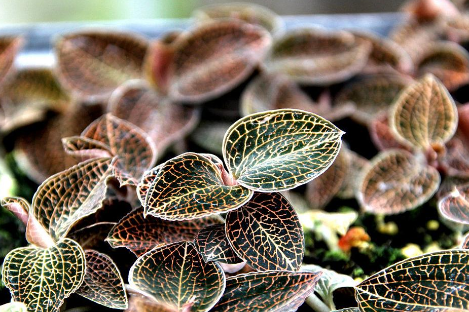 金线莲怎么吃效果最好 五种做法对抗绝大多数病症