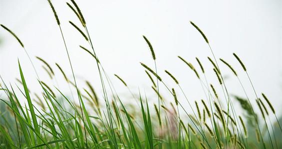 摇晃示好的狗尾草