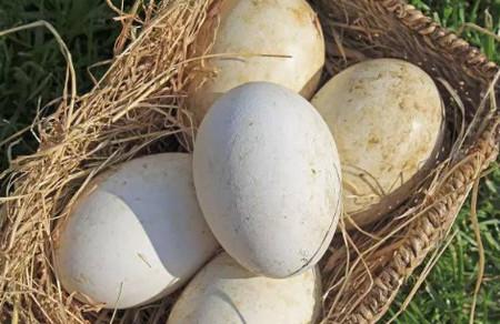 鹅蛋营养价值高，但孕妈真的能吃吗？