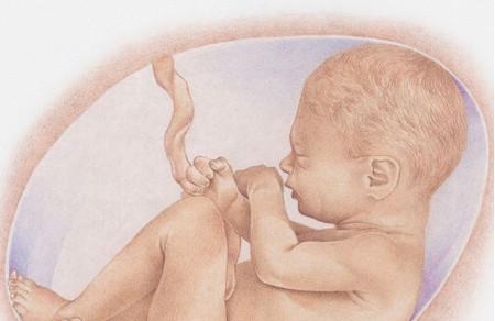 怀孕1-10月胎儿生长发育图 ，赶紧收了！