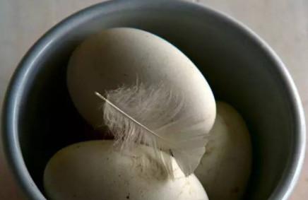 涨姿势：孕妇能吃鹅蛋吗？