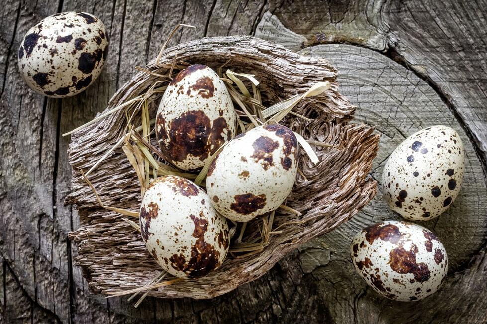 宝宝吃鹌鹑蛋好还是鸡蛋好 鹌鹑蛋和鸡蛋哪个更适合婴幼儿