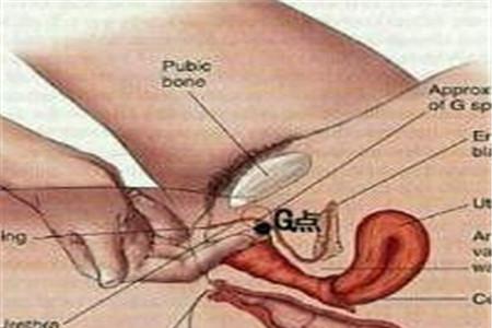 女人的g点在什么位置图 详细图解帮你找到g点
