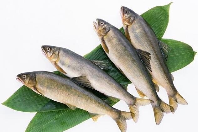 自制鱼松用什么鱼好 什么鱼适合做鱼松