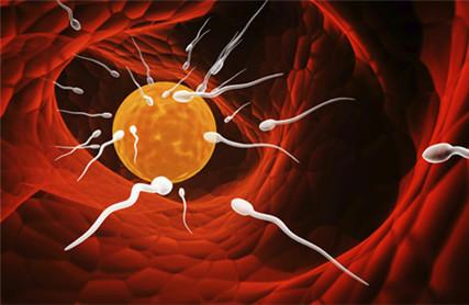 多囊卵巢综合症会排卵吗 详解多囊与排卵的关系