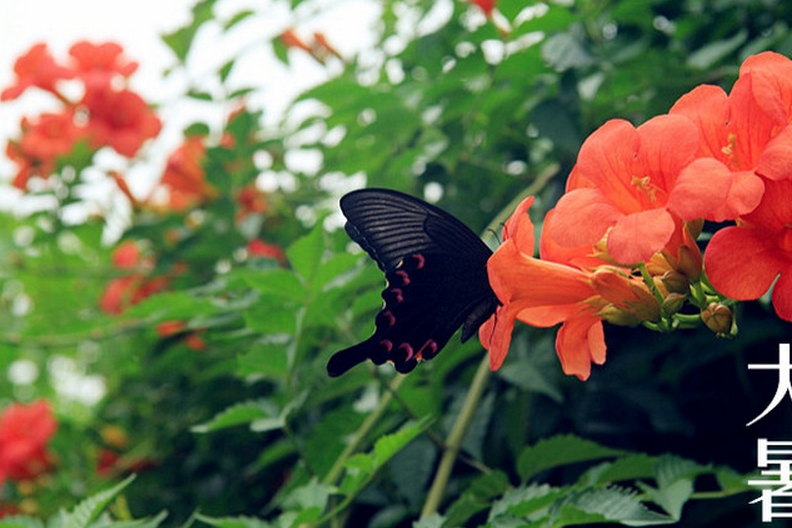 2017年大暑几点钟？2017年大暑具体是几点几分钟