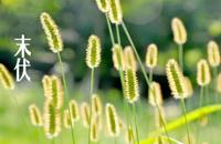 2017年末伏是哪一天 末伏天要怎样健康度过如何养生