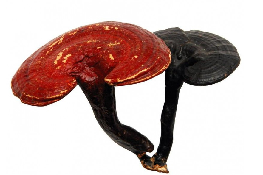 灵芝可以和什么炖汤 极品!走过路过千万别错过